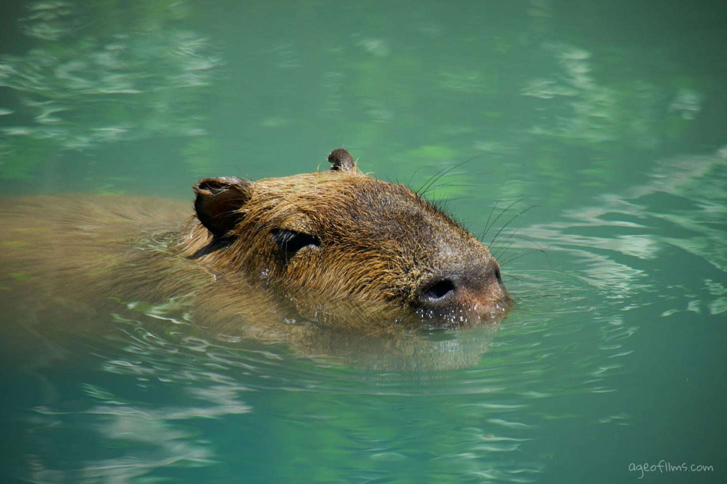 Capybara Image