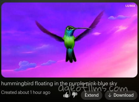 hummingbird